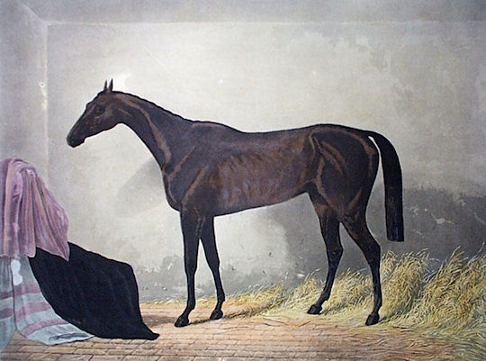 St Leger Winners: St Leger Winner 1869: Pero Gomez